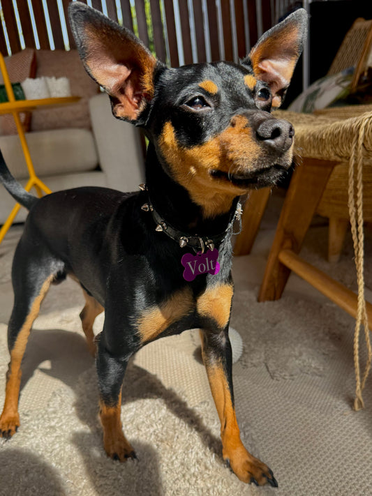 Médaillon Os Color Small - Gravure offerte