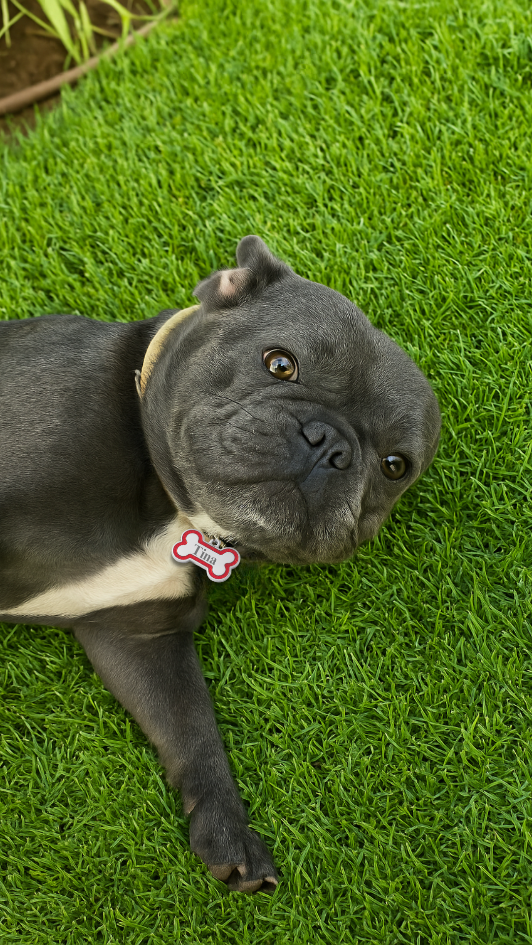 Médaillon Os Glitter - Gravure offerte