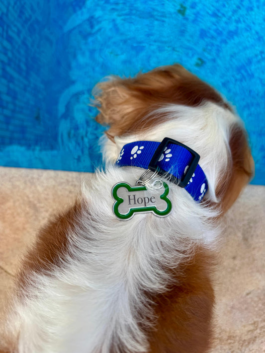 Médaillon Os ColorPop - Gravure offerte